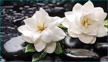 Gardenia Spring Scent